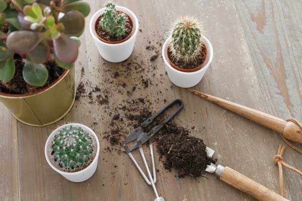 ابزارهای لازم برای تغییر گلدان کاکتوس