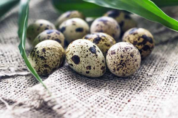 تخم بلدرچین برای کودکان