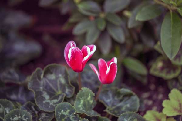 خاک مورد نیاز برای سیکلامن