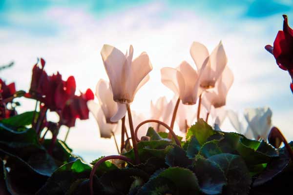 نور مورد نیاز سیکلامن برای گل دادن آن