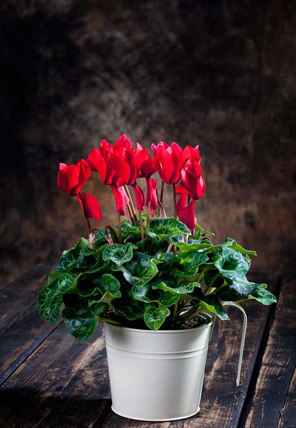 نگهداری و کوددهی به سیکلامن