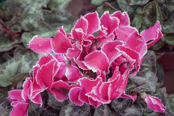 کوددهی و تغذیه سیکلامن